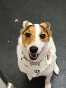 Bandana1