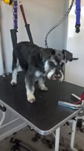 Old boi